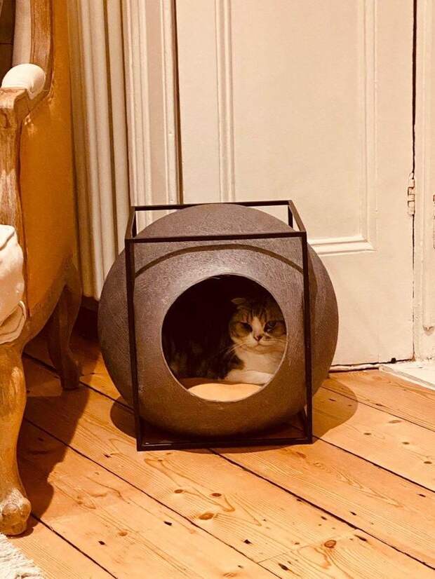 Смешными фото кошек которые понимают, что такое карантин