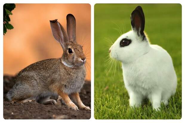 Заяц против Кролика, отличия и сходства