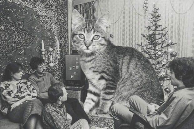 Кто-то объединил огромных кошек с советским временем,  объединить гигантских кошек с зимними и новогодними фотографиями из советского времени, Ольга Собенина