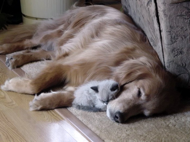 Кот и пёс  кот, кошка, пёс, собака