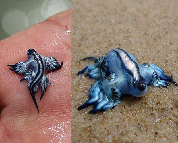 4. Glaucus atlanticus животные, природа, странности