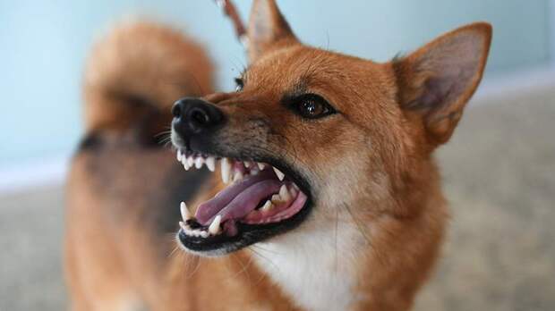 Кинолог назвал причины внезапной агрессии собаки в отношении членов семьи
