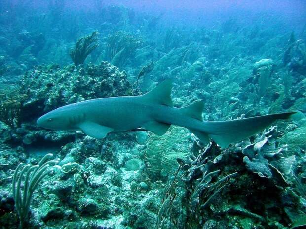 По данным международной организации International Shark Attack File, в 2015 году зафиксировано 98 случаев неспровоцированного нападения акул на людей акула-нянька, детеныш, животные