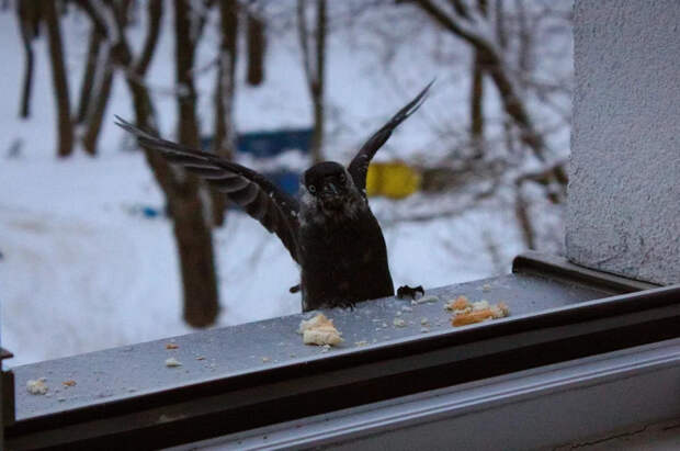 30 случайных снимков птиц, которые украдут ваши сердца