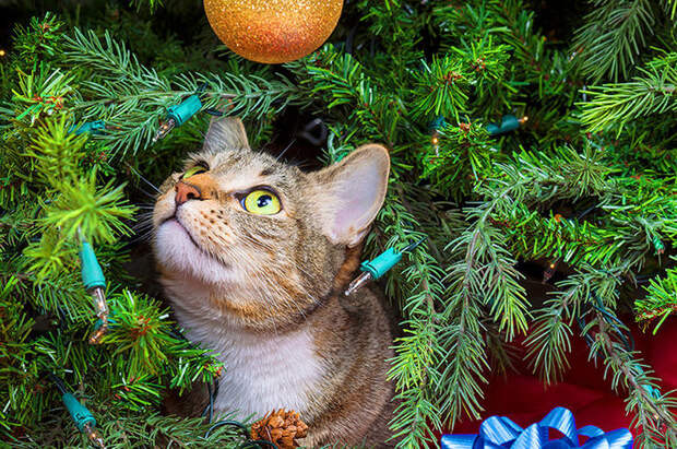 5 растений, которые опасны для кошек и собак