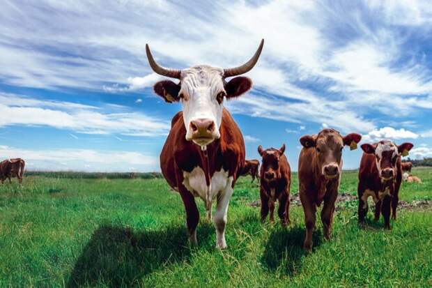 Навоза от 5 коров хватит, чтобы совершить кругосветное путешествие. Не верите?