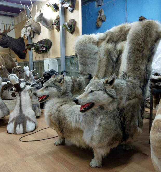 В соцсетях обсуждают мебель из якутских волков.