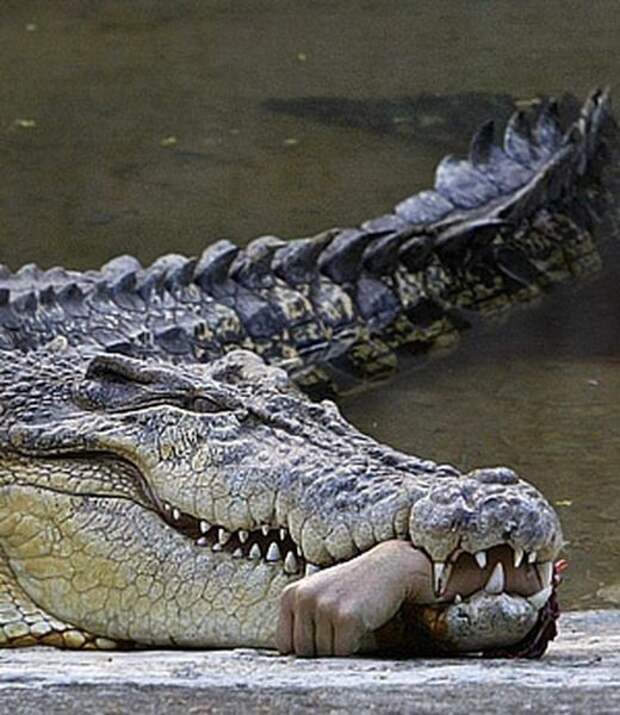 Крокодилы съели священника, демонстрировавшего, как Иисус ходил по воде Зимбабве., животные, крокодилы