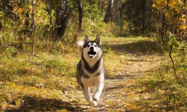 Названа причина, почему нужно убирать за своей собакой даже во время прогулок по лесу