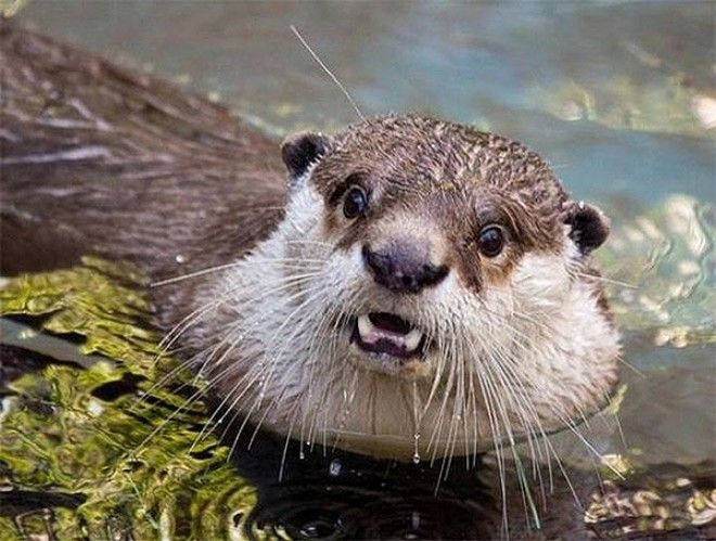 Фотографии удивлённых животных