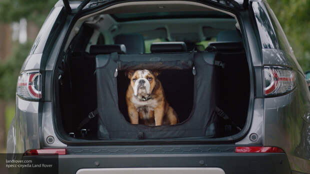 Land Rover оснастил багажник 6-литровым душем для собак 