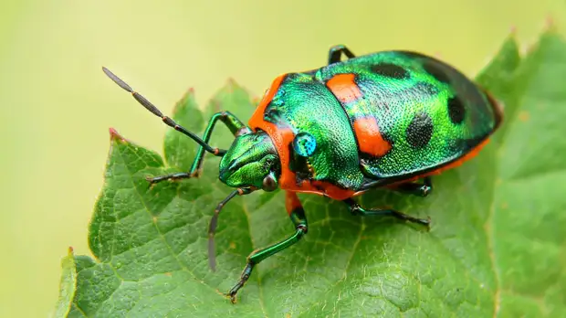 Самые красивые и интересные жуки планеты