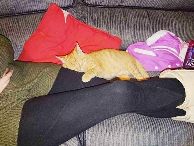 Кошечка спит Котенок на ногах