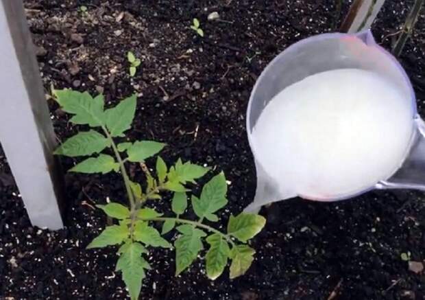 Чем подкормить рассаду помидор, чтобы они выросли сочные и вкусные.