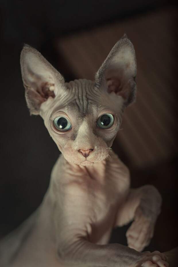 4.  коты, сфинксы