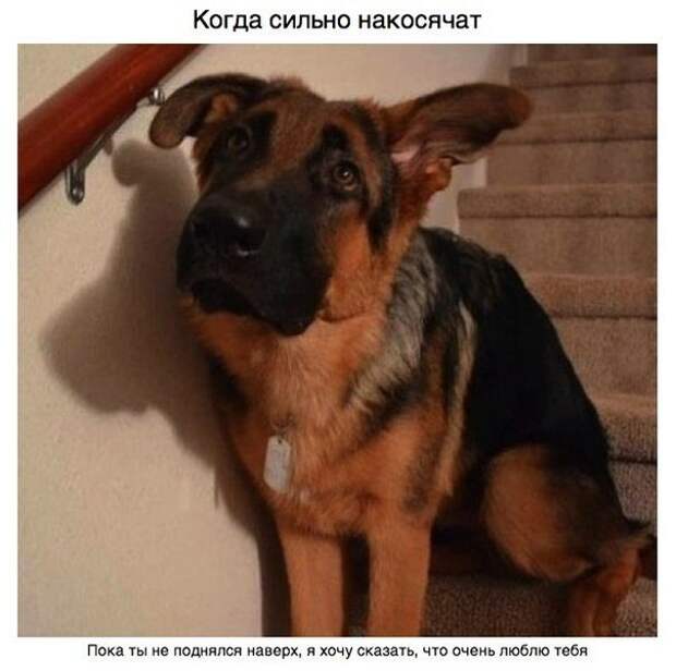 Пост для тех, у кого есть собака Пост для тех, у кого есть собака