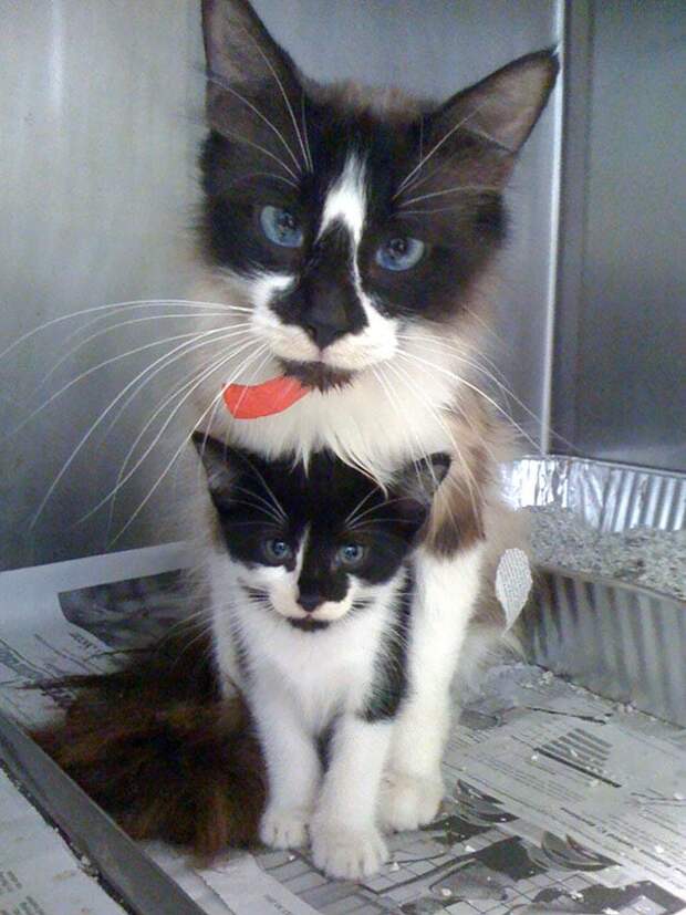 cute-animal-pictures-shelter-workers-63-5a8596d400619__605