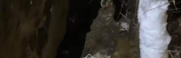 Спасатели вытащили собаку из трёхметрового колодца в Алматинской области