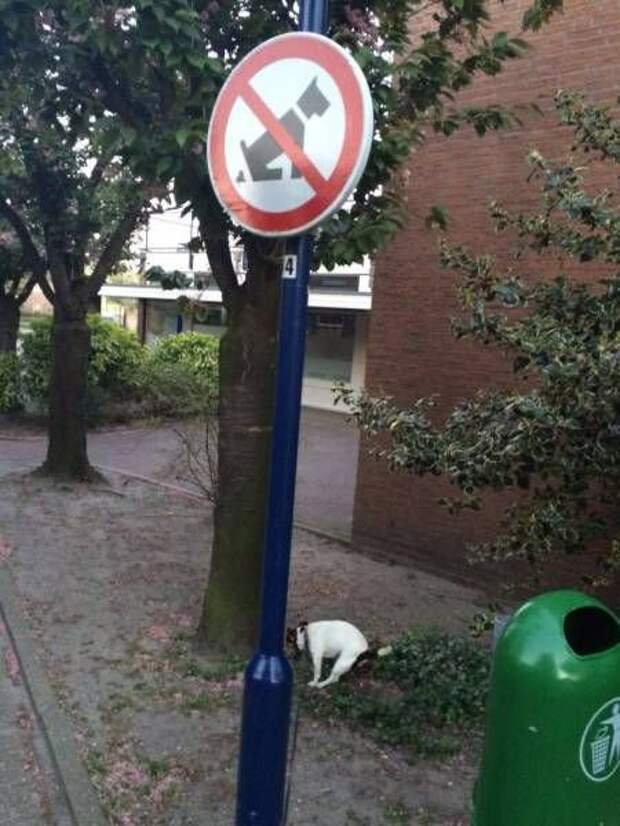 Фотоподборка четверга (111 фото)