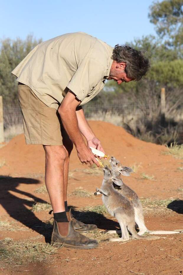Крис Барнс - спаситель детенышей кенгуру Крис Барнс, доброта, животные, кенгуру, люди