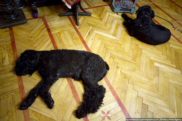 Сосед президента