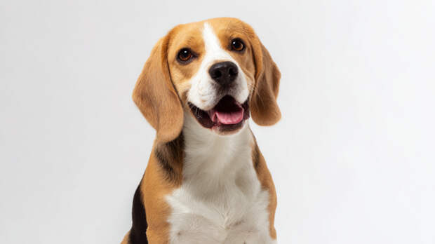 Ученые в США накачивали собак наркотиками и приучали хорьков к запойному пьянству