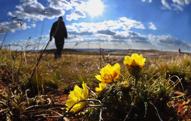 Какие растения на даче грозят колонией до 8 лет: разъясняет юрист