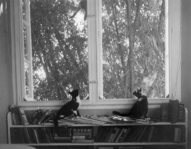 Коты Эрнеста Хемингуэя Недружелюбный брат и Вилли. 
