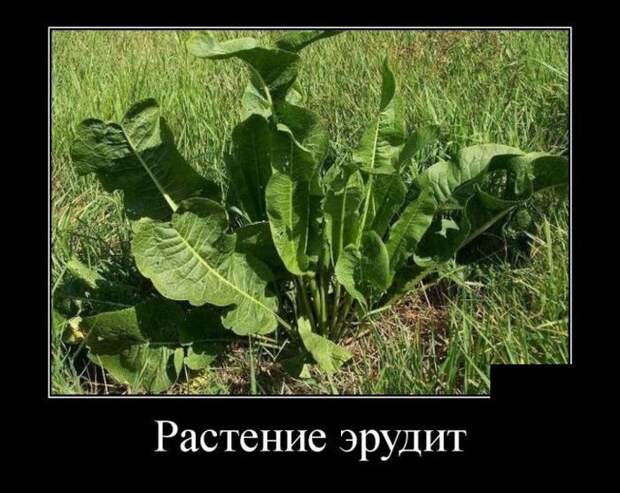 Демотиваторы демотиваторы, прикол, юмор