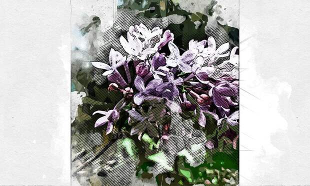 В мэрии Орла опровергли вырубку сирени в сквере Танкистов