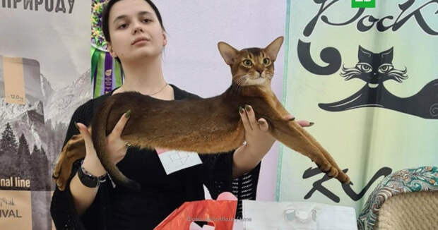 Кот из России стал лучшим выставочным котом мира в 2025 году  