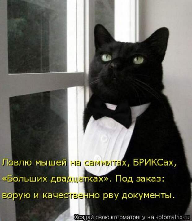 Новая котоматрица (36 фото)