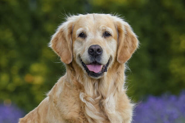 В Китае семь пропавших собак сбились в стаю и вместе смогли вернуться домой