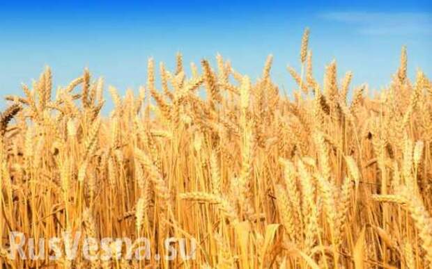 Япония увеличит закупки зерна из РФ | Русская весна