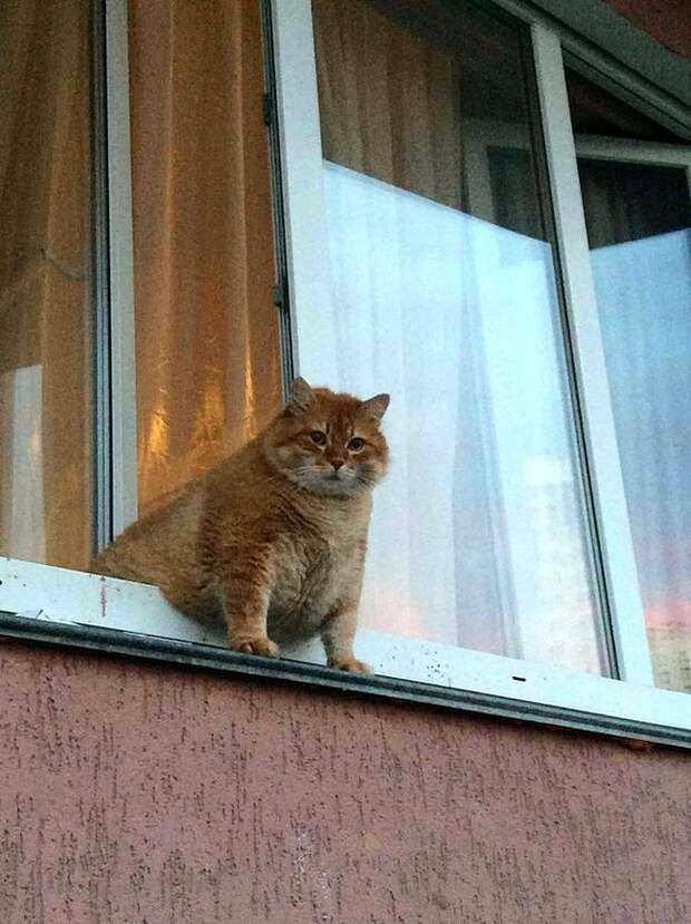Коты, смотрящие в окно коты, окно, фотографии