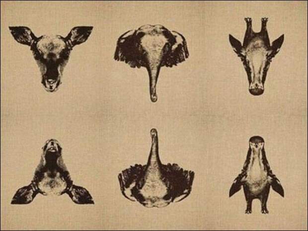 Показалось!