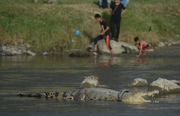 В Индонезии крокодил живёт с ошейником из речного мусора в мире, животные, крокодил, мусор, окружающий мир, ошейник
