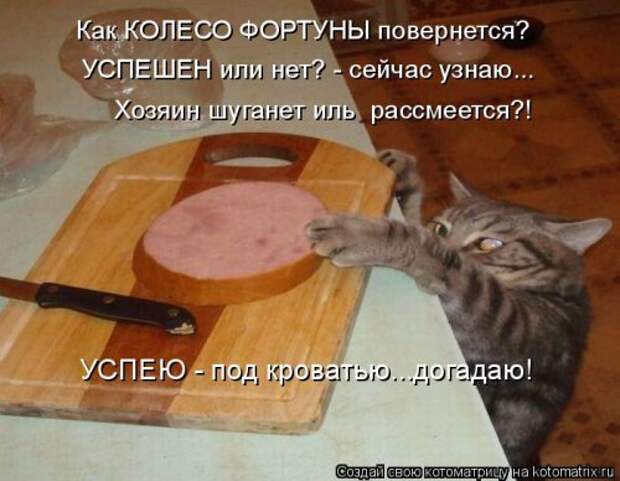 Лучшая котоматрица за неделю (32 фото)