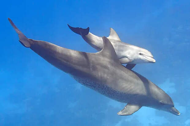 В Черном море стартовала первая с начала 1990-х перепись дельфинов