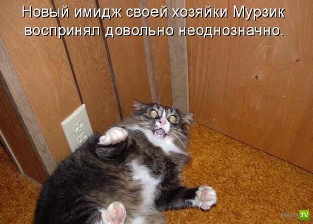 Котоматрица (18 фото)