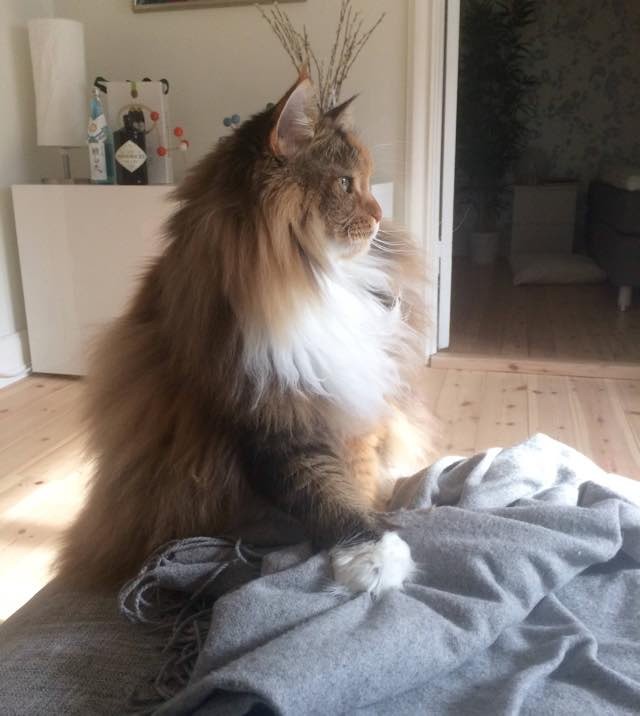Без кота и жизнь не та