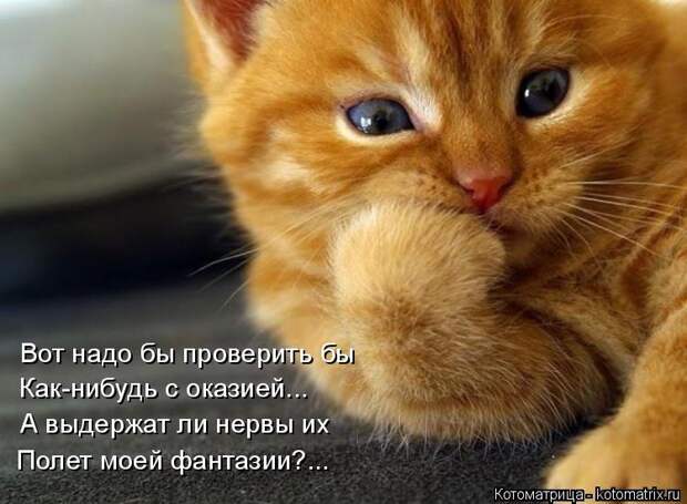 Котоматрица: Вот надо бы проверить бы Как-нибудь с оказией... А выдержат ли нервы их Полет моей фантазии?...