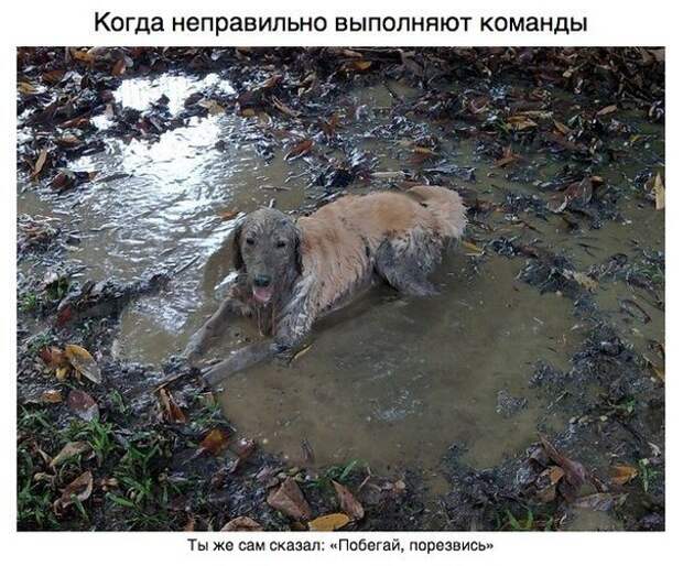 Пост для тех, у кого есть собака Пост для тех, у кого есть собака
