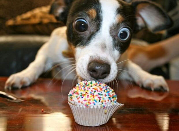 pets-that-have-better-birthday-parties-than-you-62