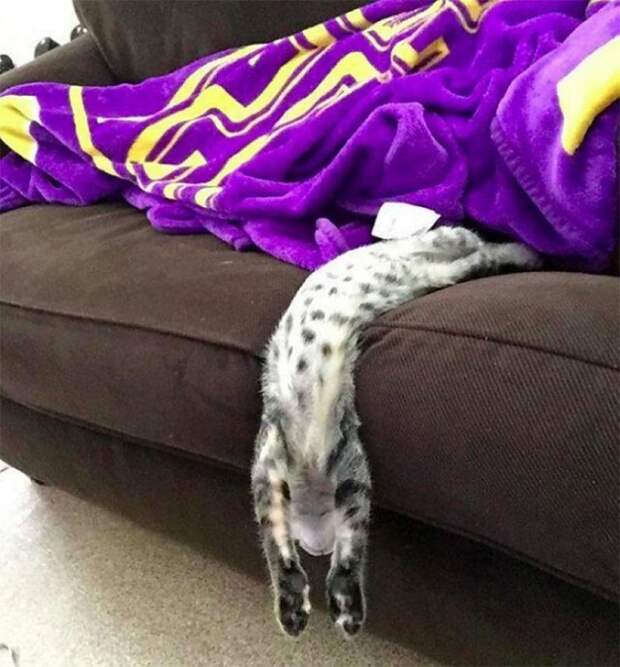 Кошки, в которых вселился Сатана