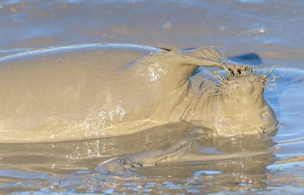 Счастливую самку тюленя фотографировал Найджел Кокс Донна Нук, великобритания, грязь, животные, заповедник, тюлень, фото