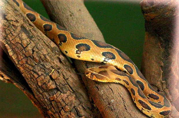 Очень крупный и опасный представитель мира рептилий, иногда укус этой ядовитой змеи может спровоцировать эффект преждевременного старения организма человека.