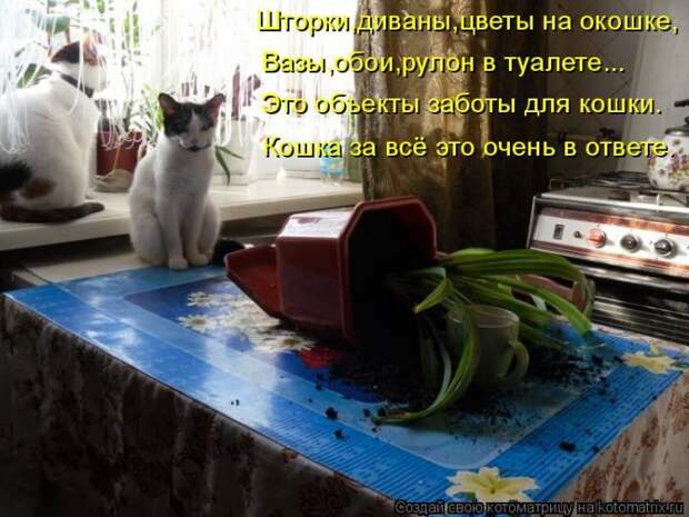 Лучшие котоматрицы недели (50 фото)