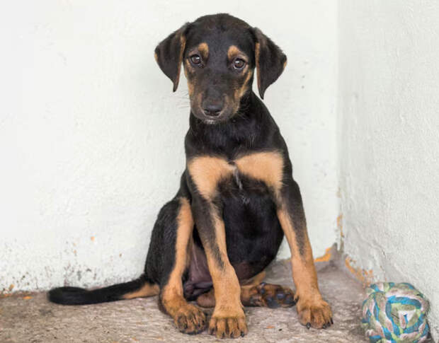 20 дней на спасение: в Татарстане готовят жёсткие меры против бездомных собак