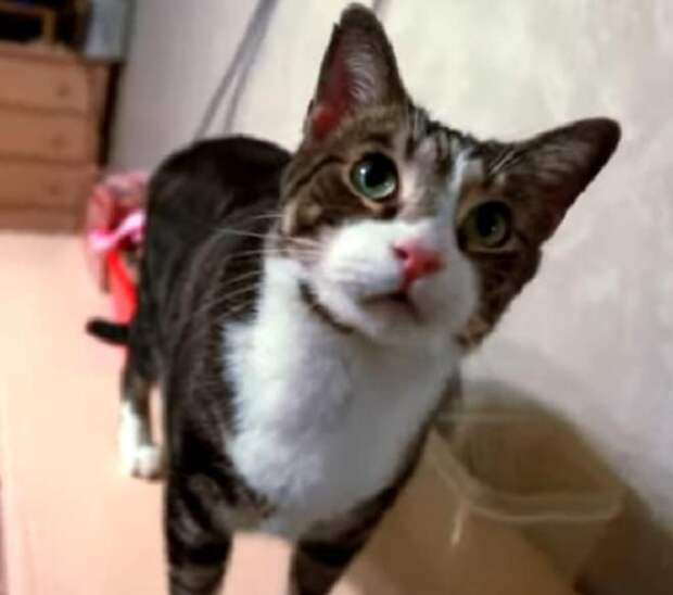 Грустный кот Кот стоит